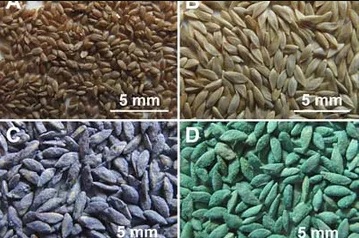 A series of four different pictures showing seeds.