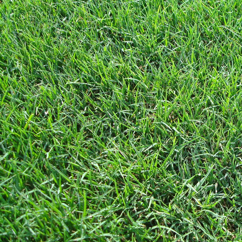 A close up of grass that is green