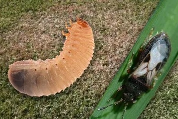 A slug and its shell on the ground.